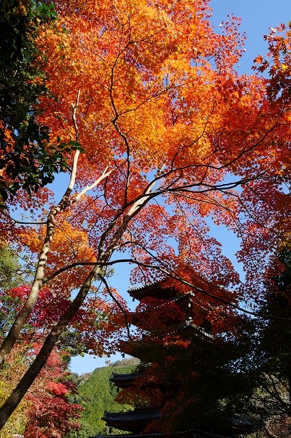 京都の秋