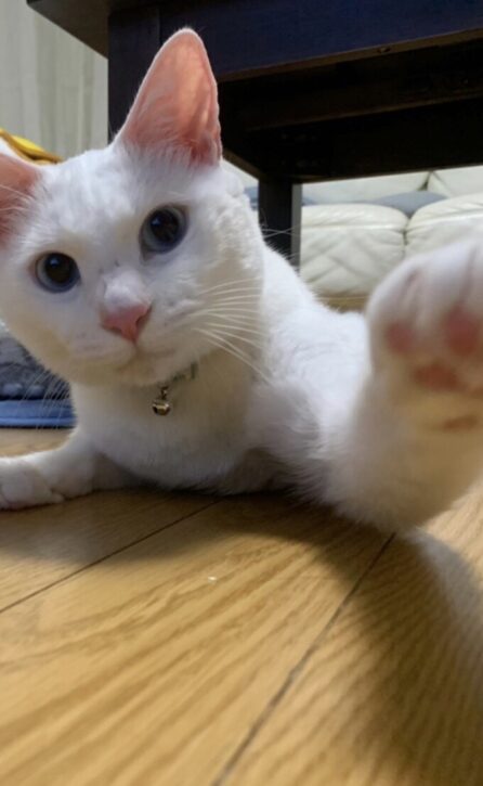 白猫