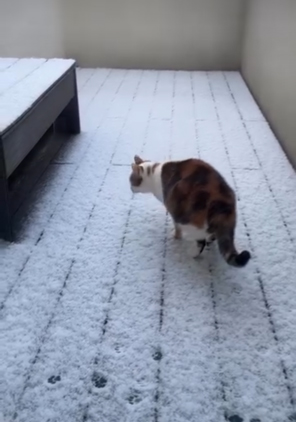 雪の中庭とねこ