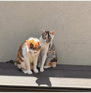 中庭お散歩ねこ
