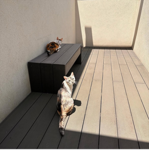 中庭お散歩ねこ