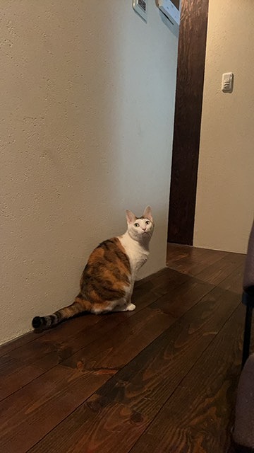 無垢のパイン材床とねこ