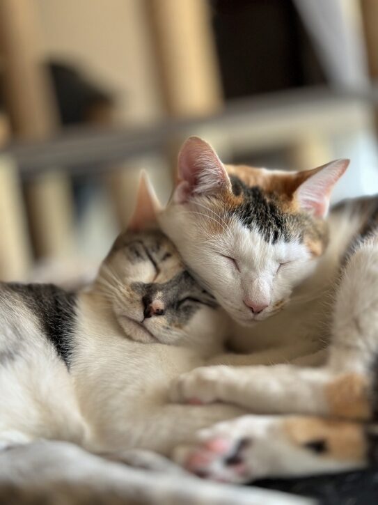 うちのねこ
